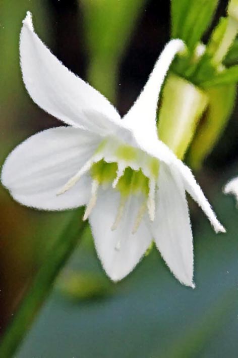 μοναχικό λουλούδι, φωτογραφία φύσης